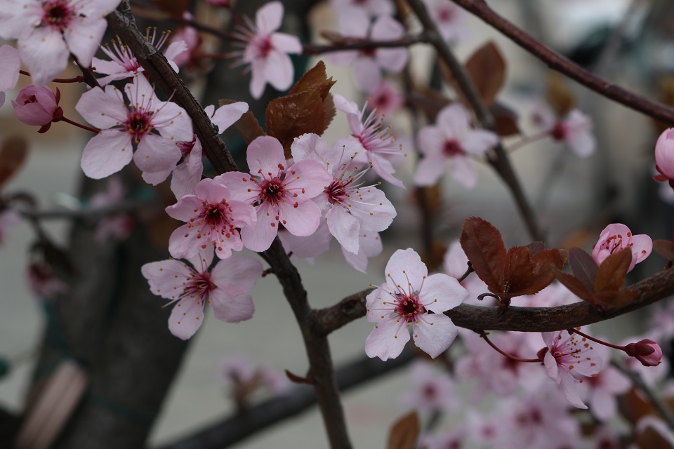 Cherry blossom branch in winter