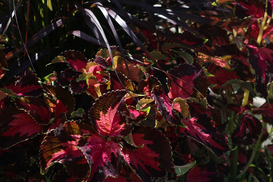 Red Coleus leaves in bush