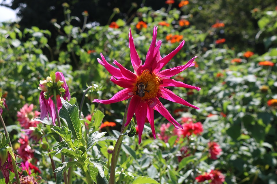 Bee in Pink Dahlia flower