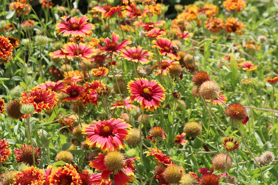 Orange Blanket flower field