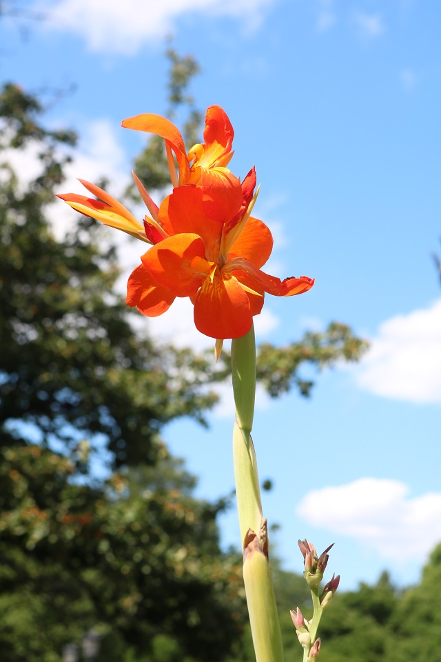 Orange Canna Flower