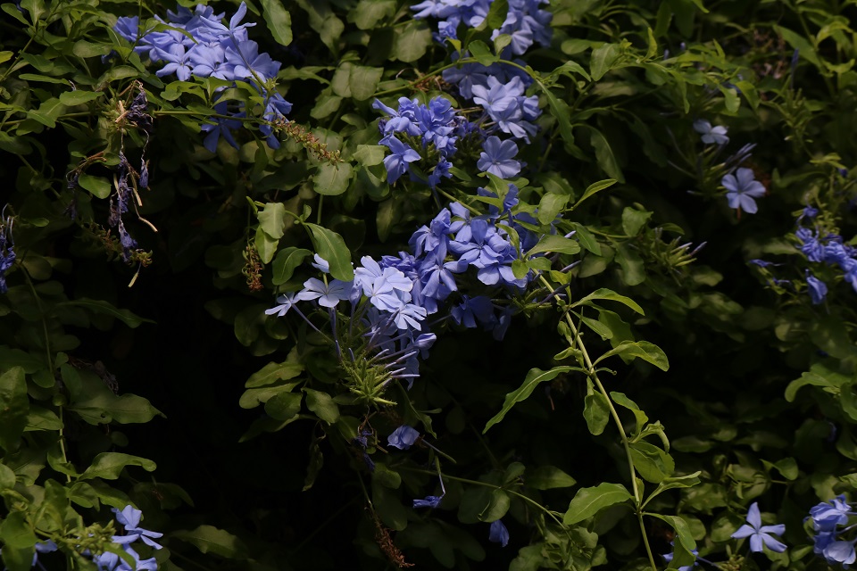 Blue Cape Leadwort flowers in a bush