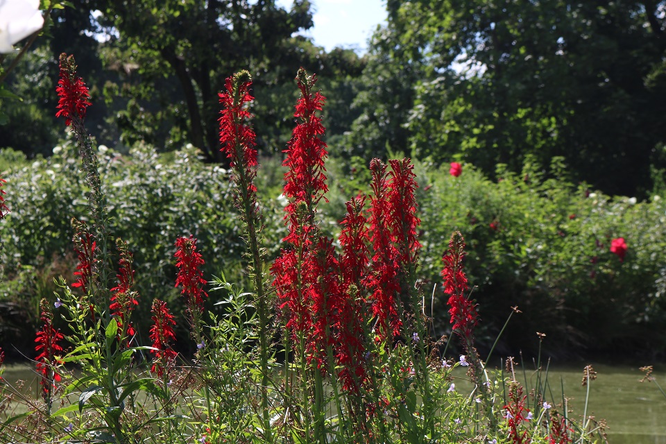 Red Cardinal flowers along water