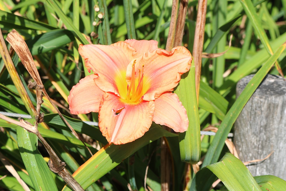 Peach Daylily flower