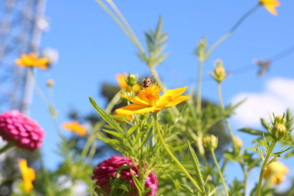 Bee in Yellow Sulfur Cosmos flower