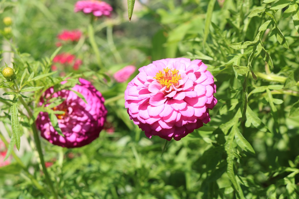 Pink Common Zinnia flowers