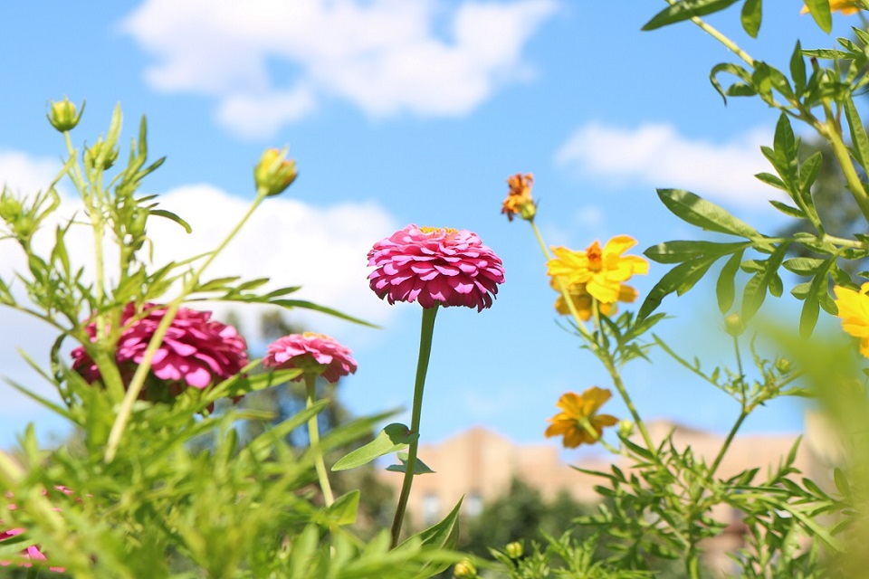 Pink Common Zinnia flowers