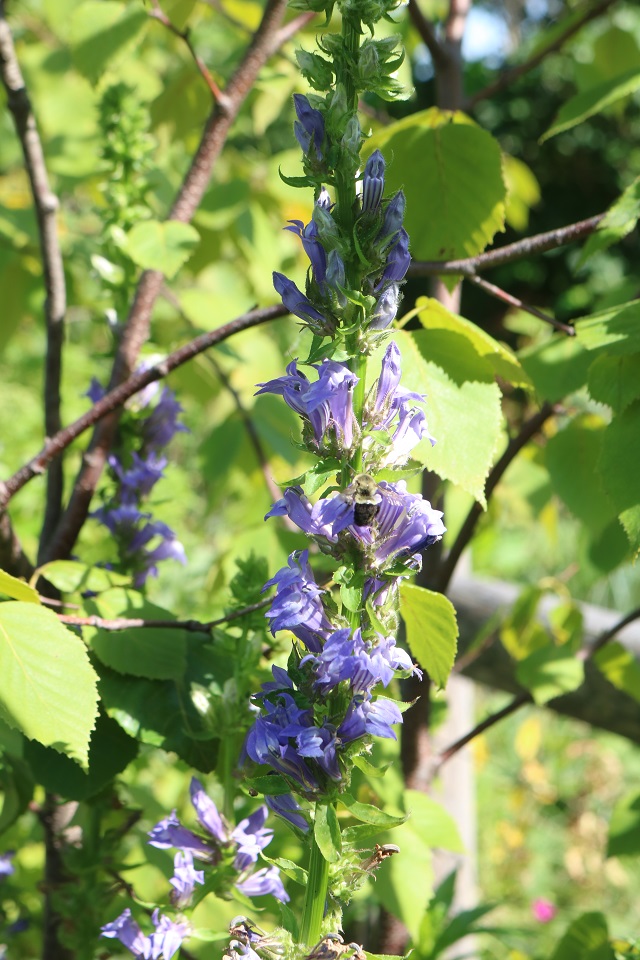 Blue Cardinal Flowers