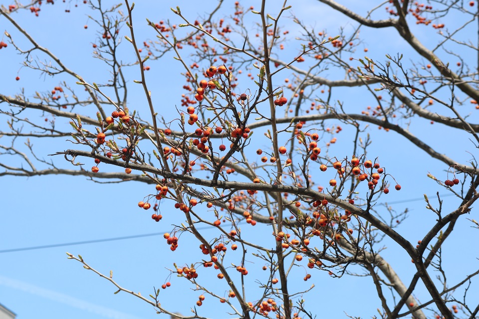 Tree branch with orange berries