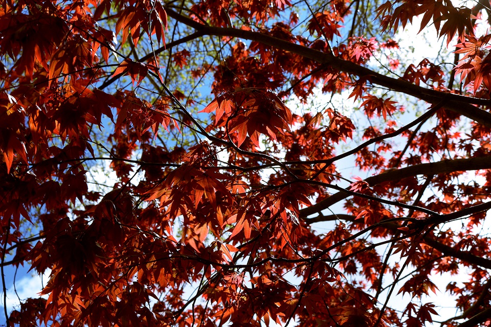 Tree branch with red leaves