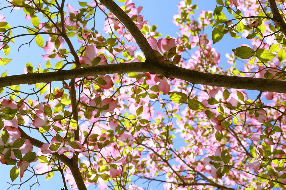 Tree branch with light pink flowers