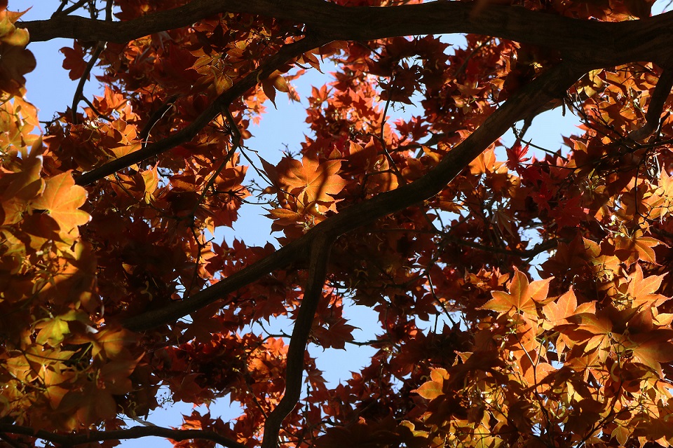 Tree branch with orange leaves