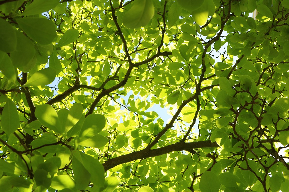 Tree branch with light green leaves