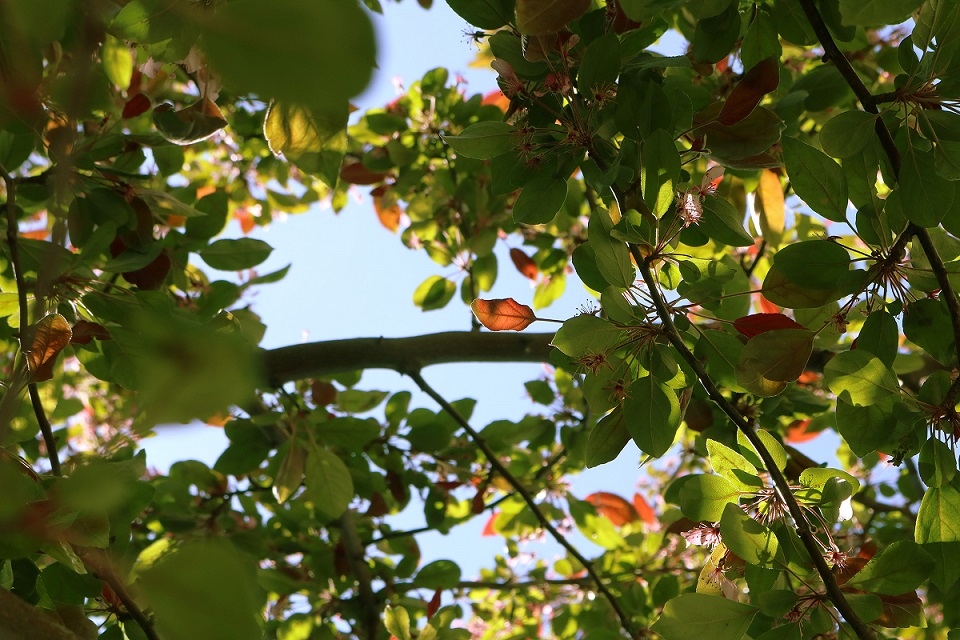 Tree branch with green leaves