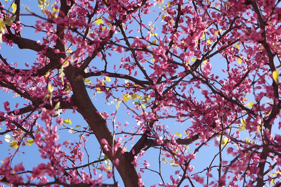 Tree branch with pink flower buds